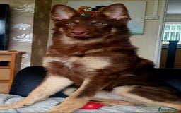 German Shepherd dogs for sale: 10 German Shepherd puppies for sale - Image 21
