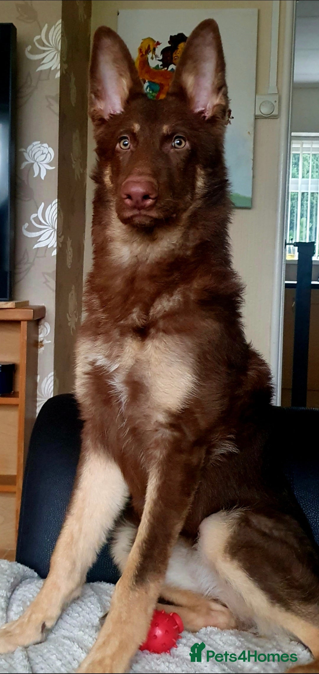 German Shepherd dogs for sale: 10 German Shepherd puppies for sale - Image 21
