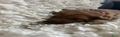 Labradoodle 7