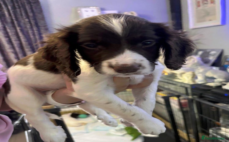 English Springer Spaniel dogs - Advert 1