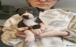 Whippet dogs for sale: Petite whippet puppies  - Image 8