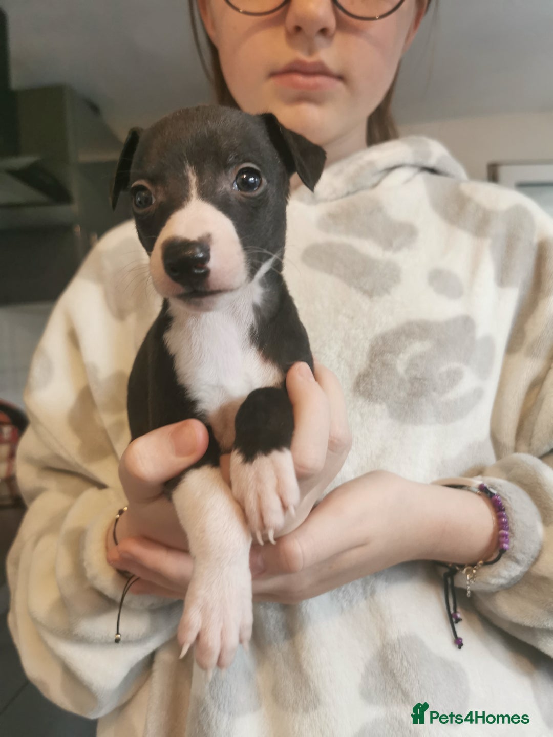 Whippet dogs for sale: Petite whippet puppies  - Image 8