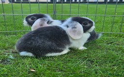 Mini Lop rabbits for sale: Gorgeous purebred baby mini lops - Image 5