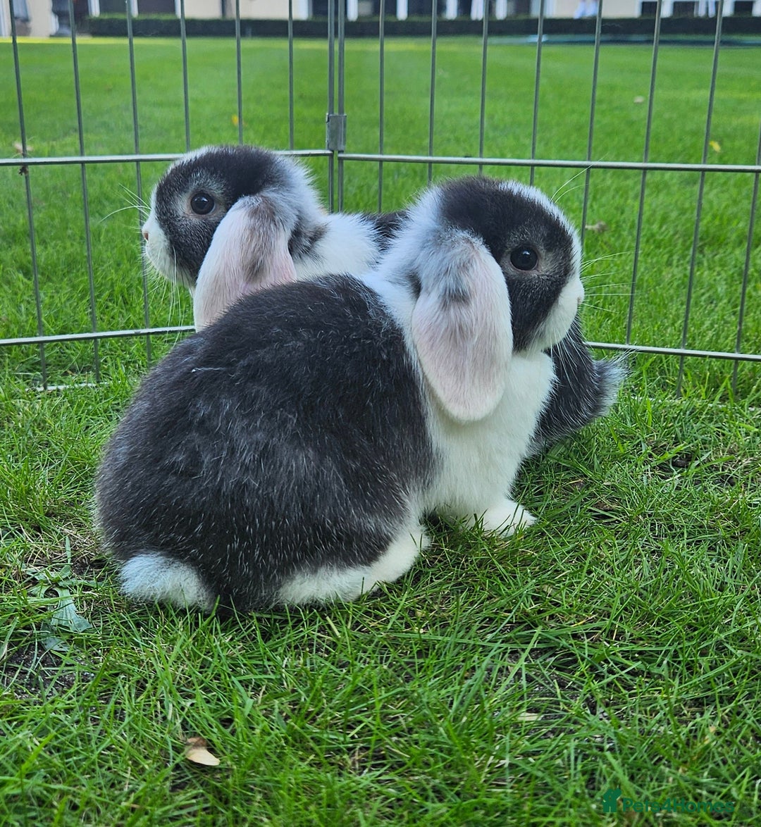 Mini Lop rabbits for sale: Gorgeous purebred baby mini lops - Image 5