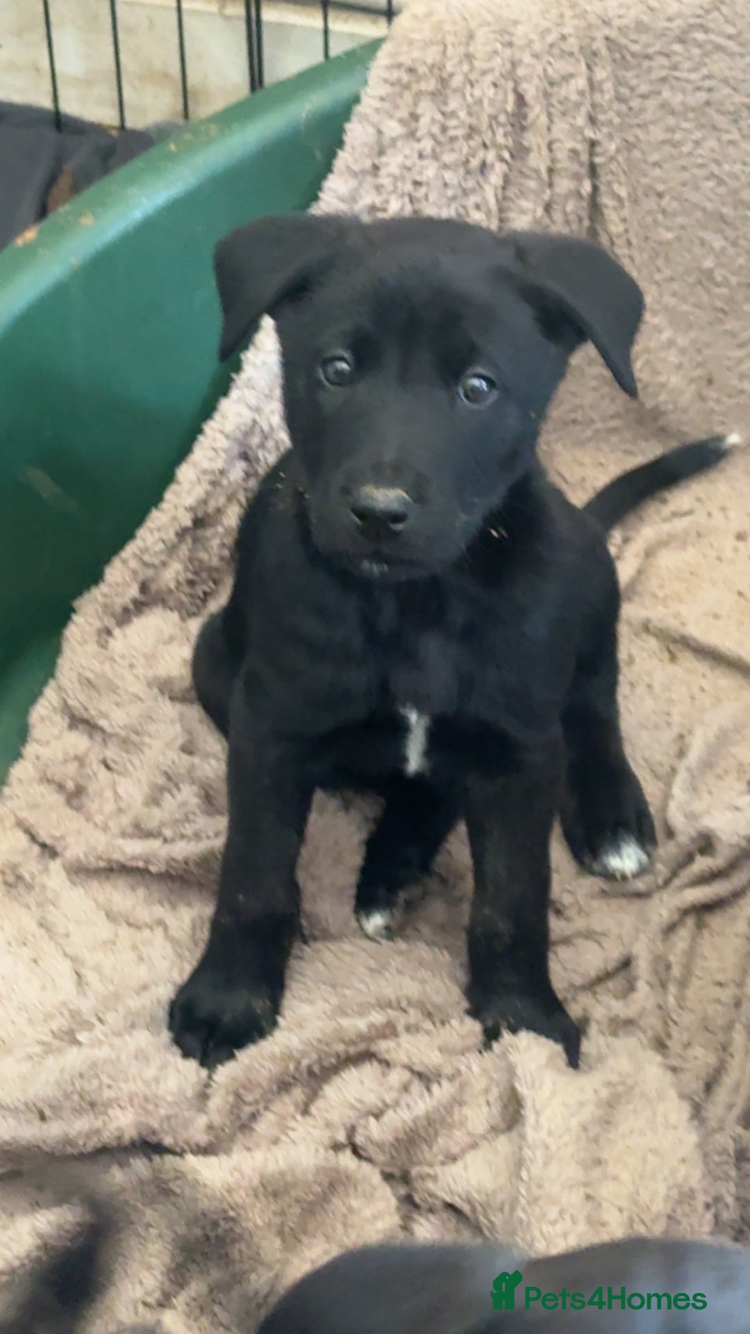 Mixed Breed dogs for sale: american akits cross cane corso pups for sale  - Image 1