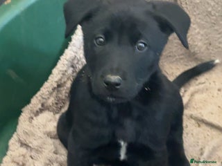 Mixed Breed dogs - Advert 14