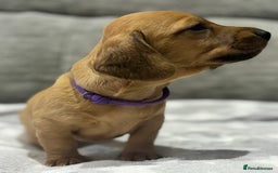 Miniature Dachshund dogs for sale: Beautiful KC Reg Miniature Dachshund Puppies - Image 6