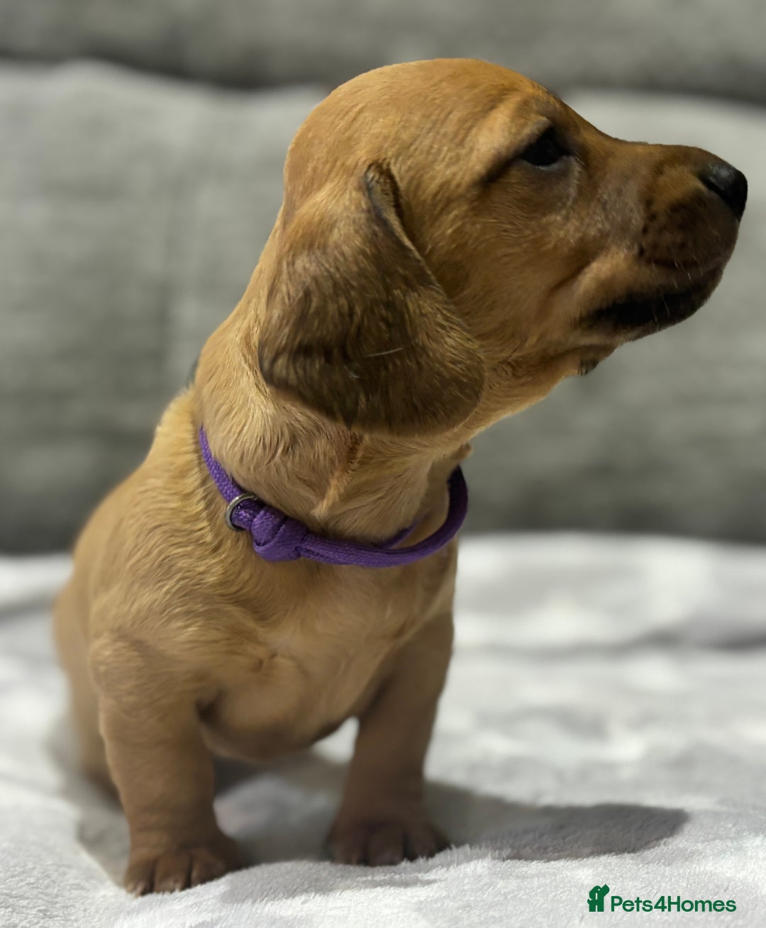 Miniature Dachshund dogs for sale: Beautiful KC Reg Miniature Dachshund Puppies - Image 6