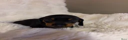 Dachshund dogs for sale: Beautiful Dachshund Puppies Ready for Loving Homes - Advert 13