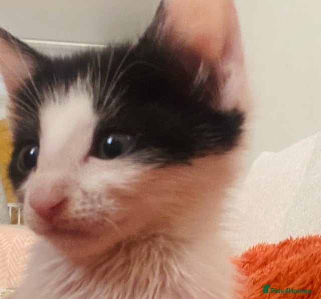 Mixed Breed cats Adorable Maine Coon Mix Kittens 🧡🤎🖤🤍 - Advert 2