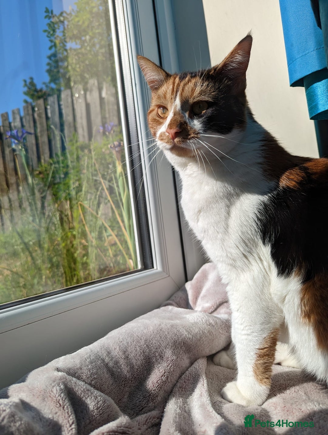 Domestic Shorthair cats for sale: Female cat for rehome  - Advert 8