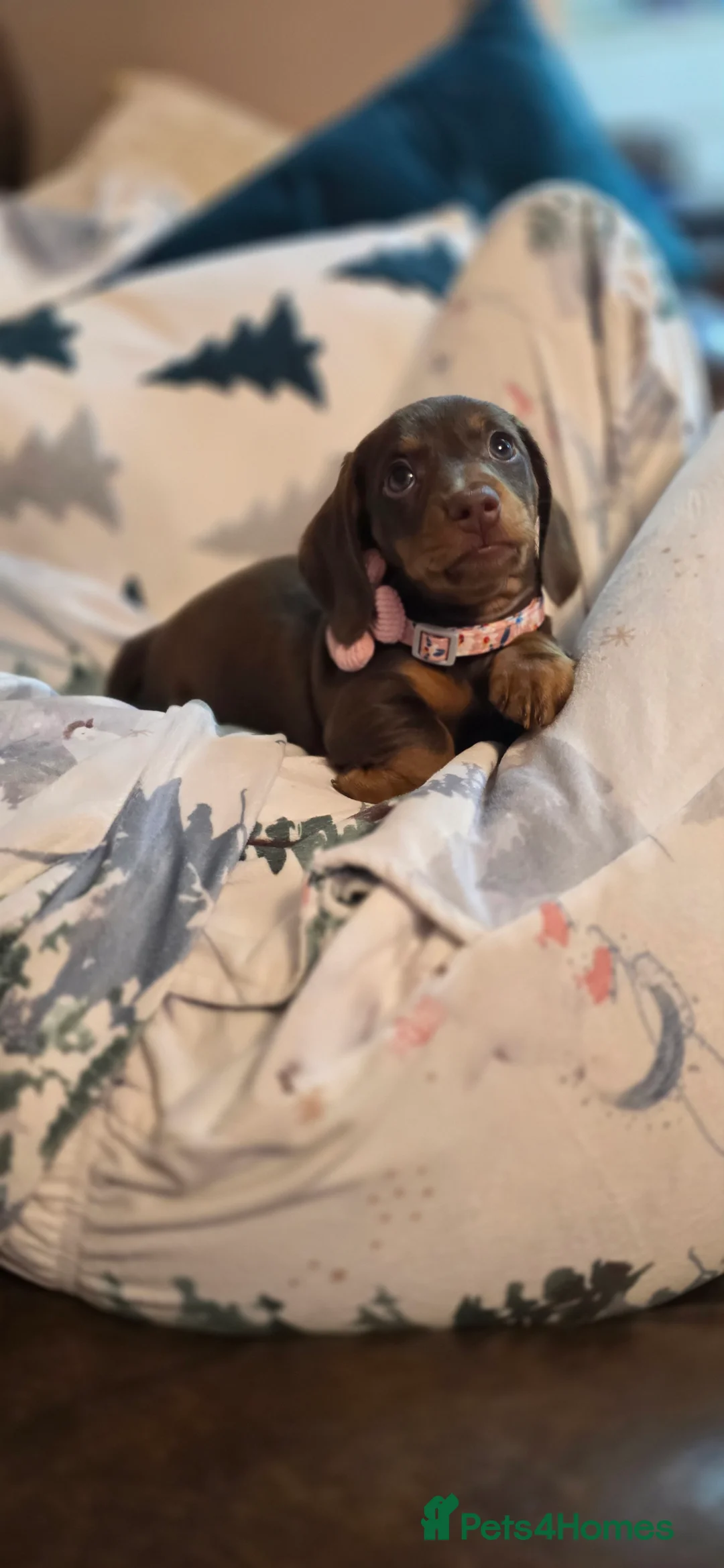 Miniature Dachshund dogs for sale: KC registered miniature Dachshund 🐶  - Advert 32