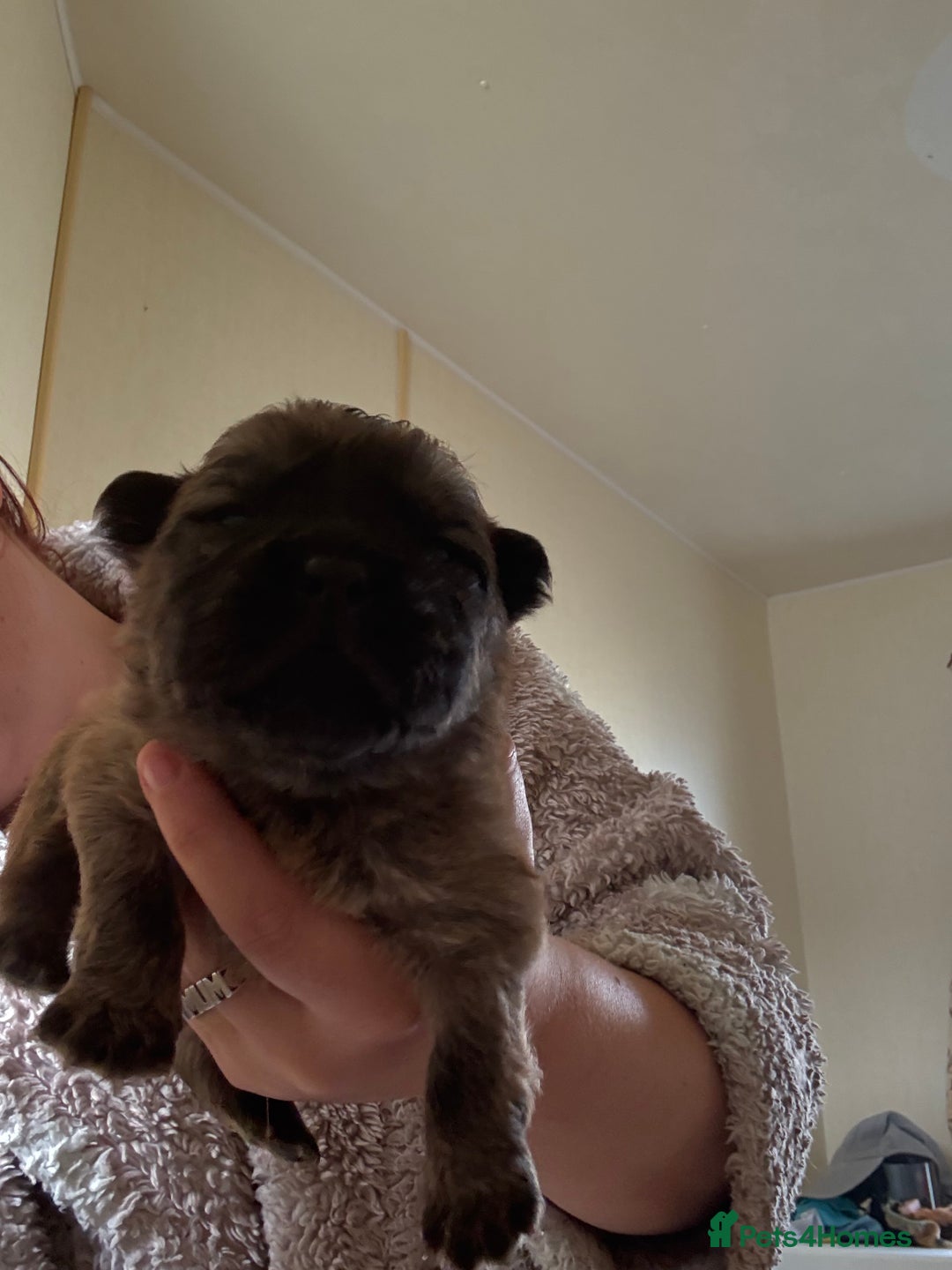 Mixed Breed dogs for sale: German shepherd cross chow chow/French bulldog  - Image 19