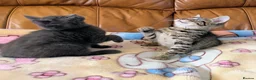 Bengal cats for sale: Adorable friendly Bengal kittens ready now!! - Advert 20