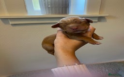 Cocker Spaniel dogs for sale: 🐶Cocker Spaniel Pups Looking for Forever Family🐶 - Image 18