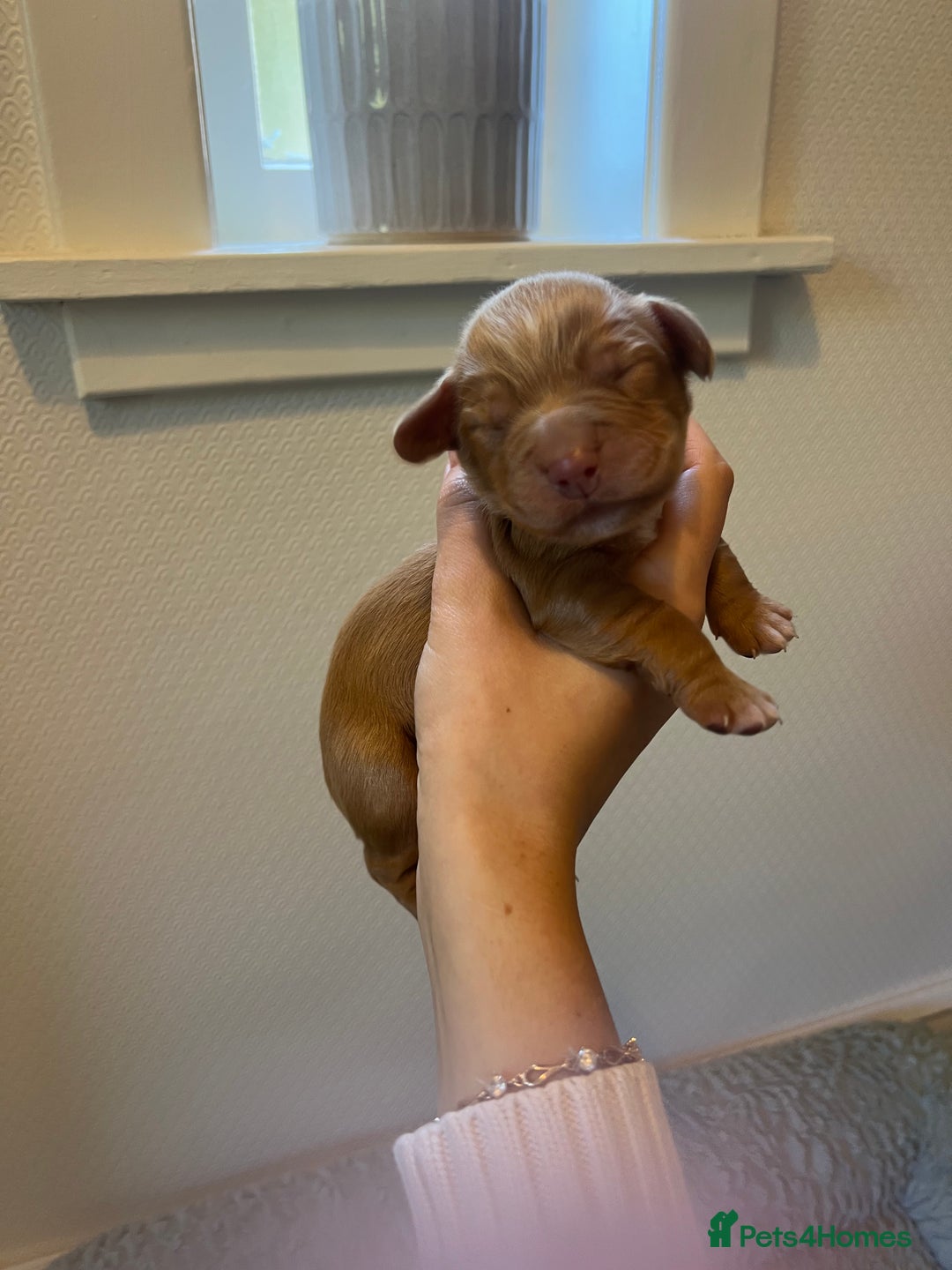 Cocker Spaniel dogs for sale: 🐶Cocker Spaniel Pups Looking for Forever Family🐶 - Image 18