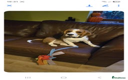 Mixed Breed dogs for sale: Beagle bocker puppy - Image 5