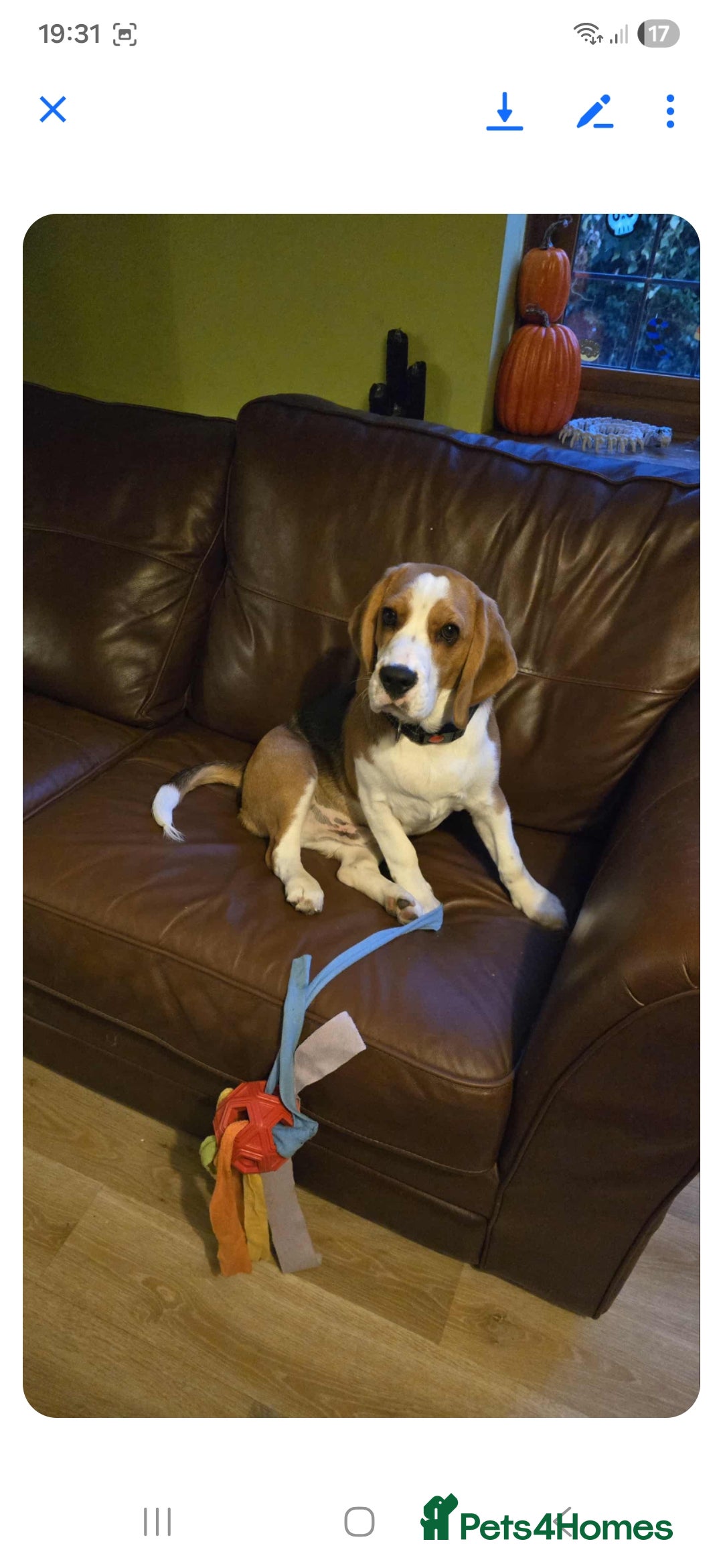 Mixed Breed dogs for sale: Beagle bocker puppy - Image 5
