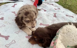 Miniature Dachshund dogs for sale: Miniature Dachshund puppies ready for new home - Image 6