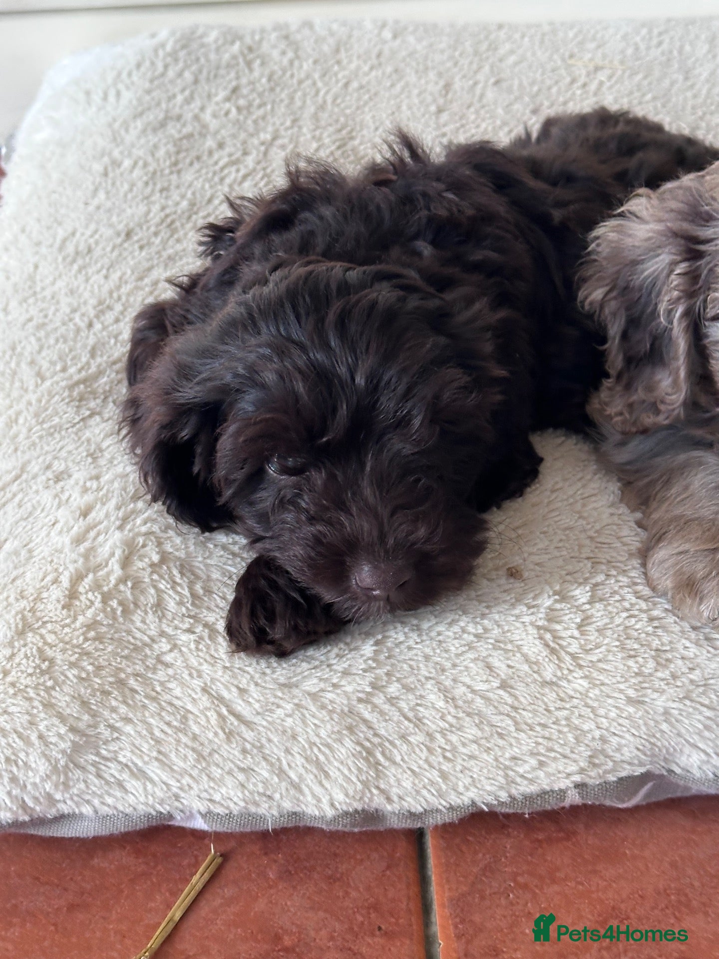 Cockapoo dogs Gorgeous PRA clear F1 Cockapoo puppies READY NOW - Advert 1