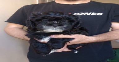 Shihpoo dogs - Advert 7