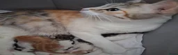Mixed Breed cats for sale: Litter of 7 ready to leave - Advert 1