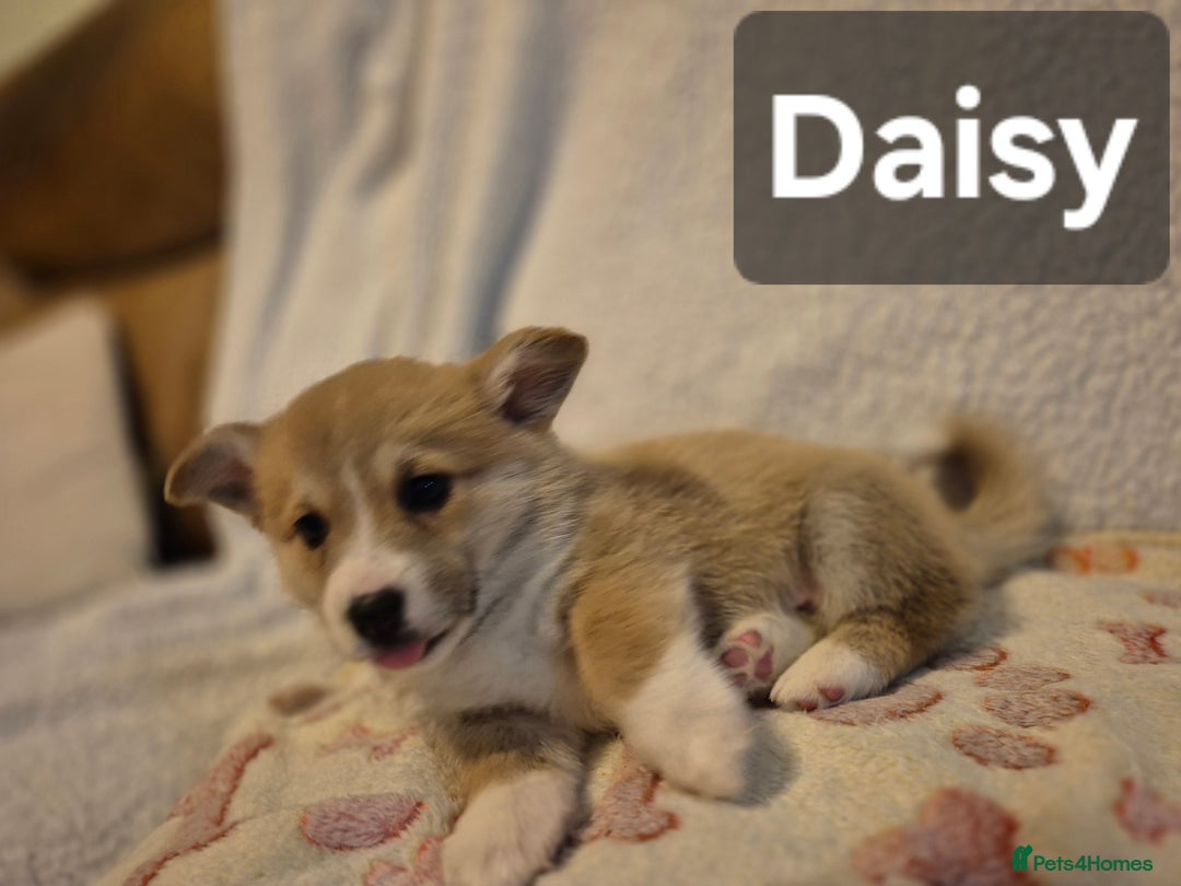 Welsh Corgi Pembroke dogs for sale: 8 Pembroke corgi puppy's - Advert 27