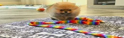 Pomeranian dogs for sale: RARE in size True mini pups 3💙 1🩷 40+🏆lines  - Advert 6