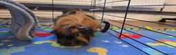 Guinea Pig rodents for sale: 2x Guinea pigs  - Advert 9