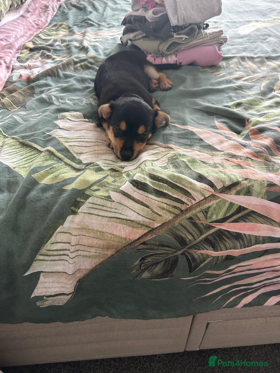 Chorkie dogs for sale: 7 month Chorkie for adoption - Advert 6
