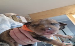 Mixed Breed dogs for sale: Kelpie x Collie Puppies  - Image 9