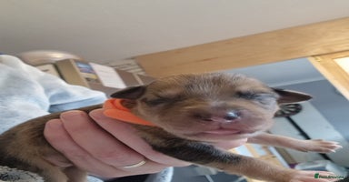 Mixed Breed dogs - Advert 13