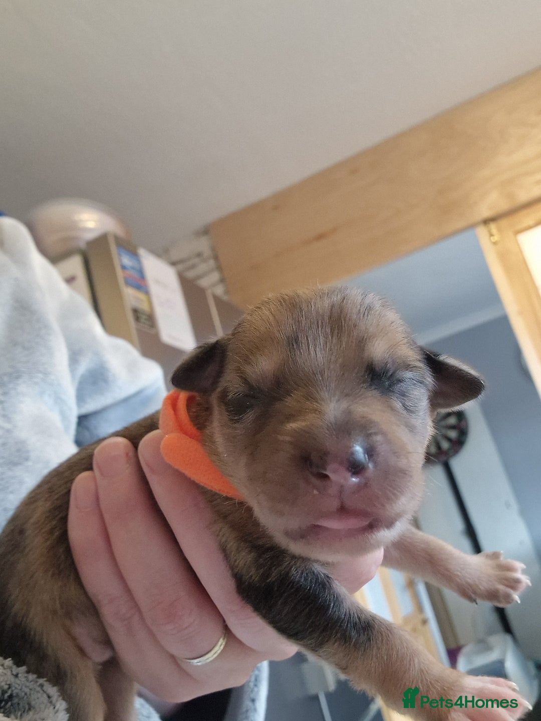 Mixed Breed dogs for sale: Kelpie x Collie Puppies  - Image 9