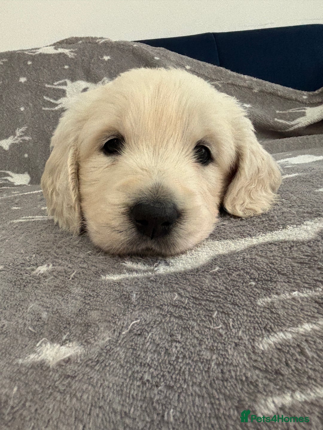 Golden Retriever dogs for sale: Golden Retriever Puppies 5 Generation Pedigree - Image 3