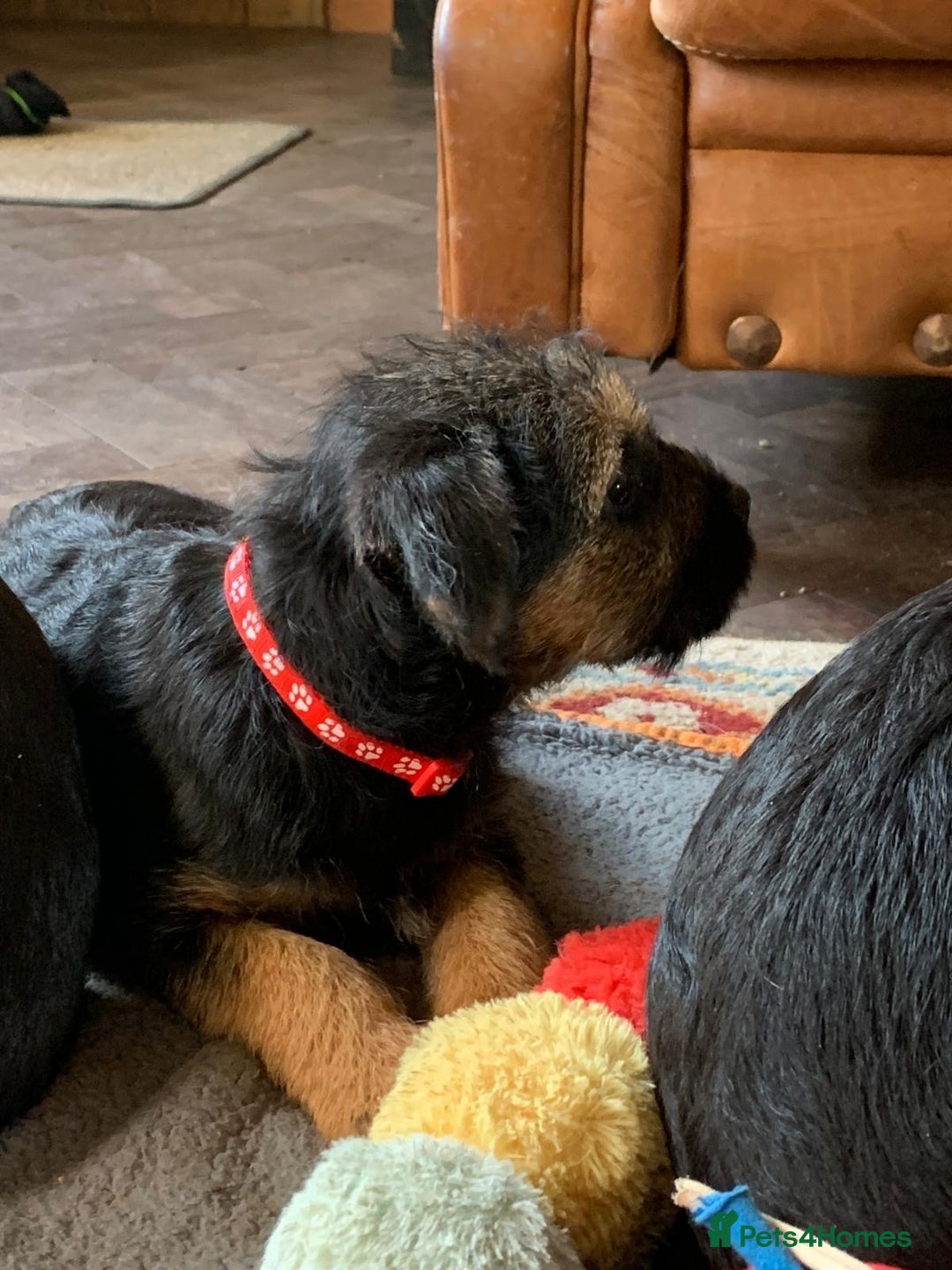 Border Terrier dogs for sale: Cheeky Little Border Terrier Puppies - Image 10