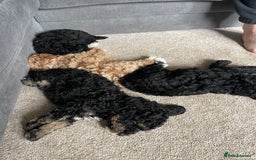Toy Poodle dogs for sale: KC toy poodle puppies - Image 12