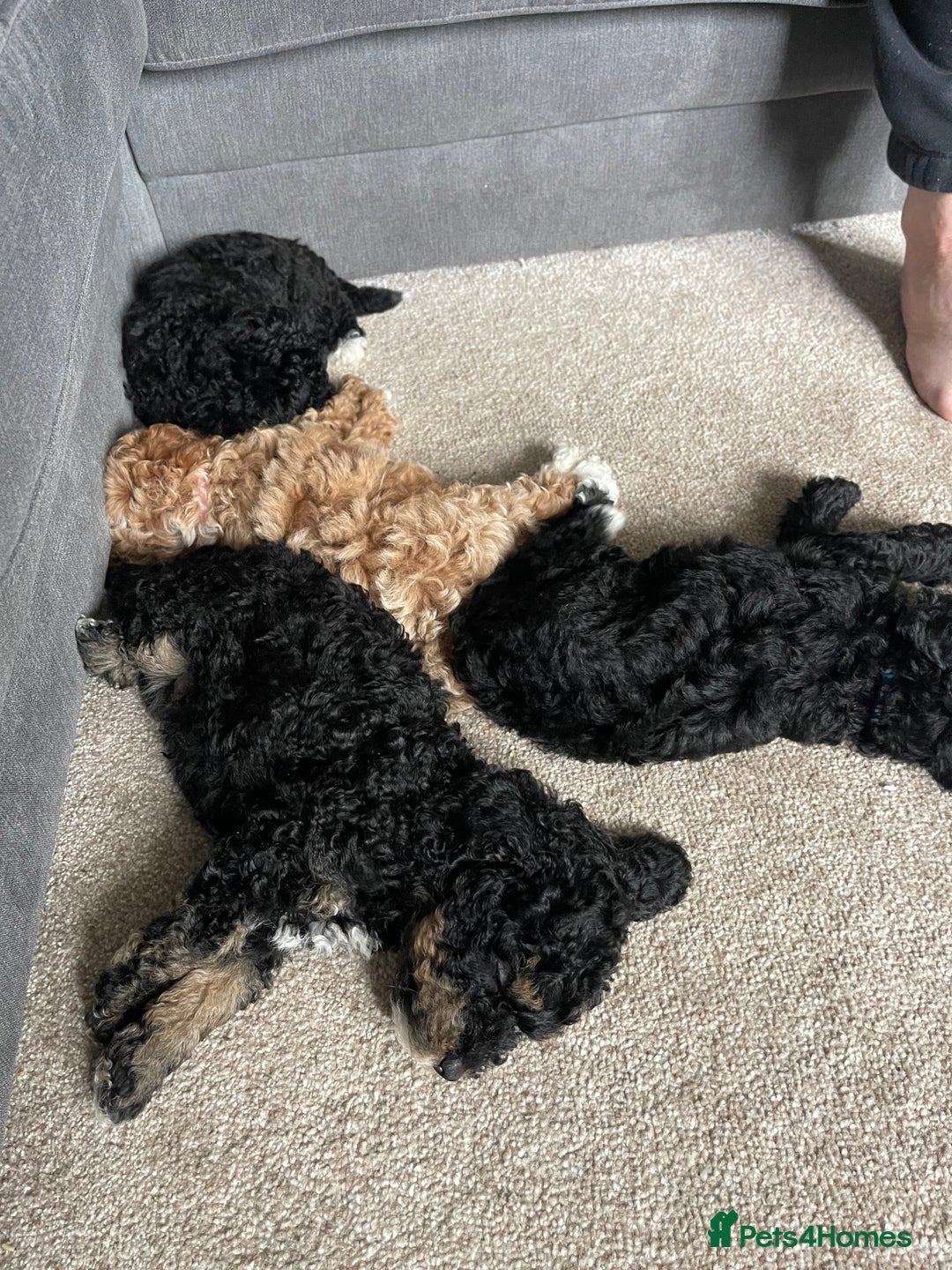 Toy Poodle dogs for sale: KC toy poodle puppies - Image 12