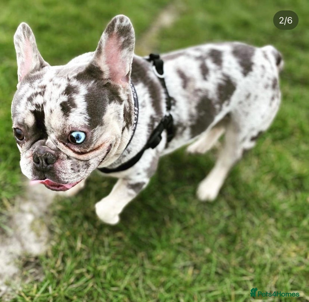 French Bulldog dogs for stud: 💎Blue & Tan 🤎 Merle French bulldog stud 🧬🔥 in Manchester - Image 2