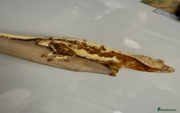 Gecko reptiles for sale: Variety of crested geckos for sale  - Image 5