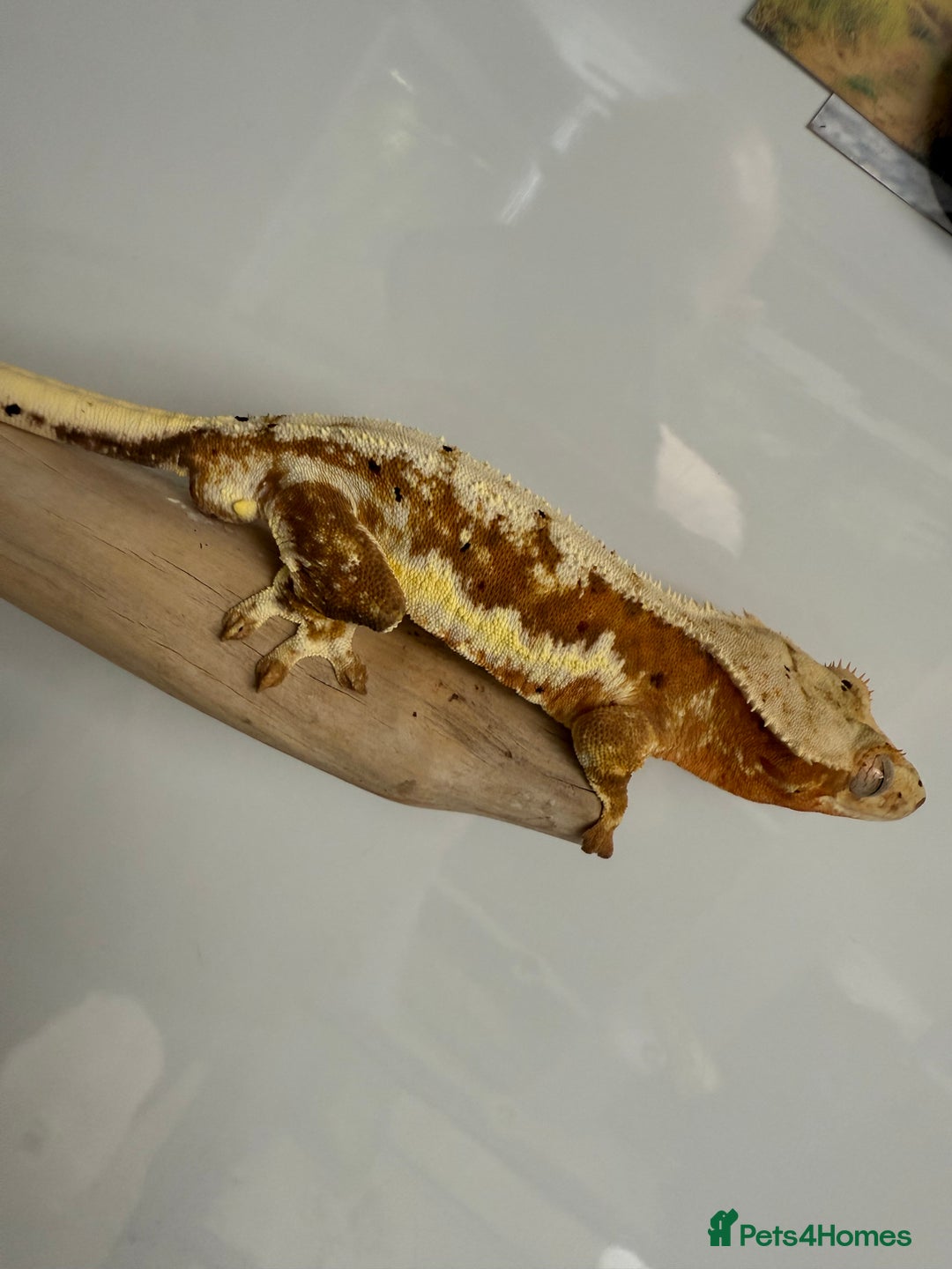 Gecko reptiles for sale: Variety of crested geckos for sale  - Image 5