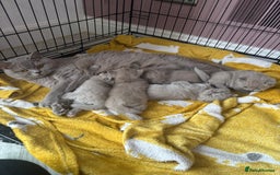 British Shorthair cats for sale: Lilic GCCF registered active champion lines  - Image 30