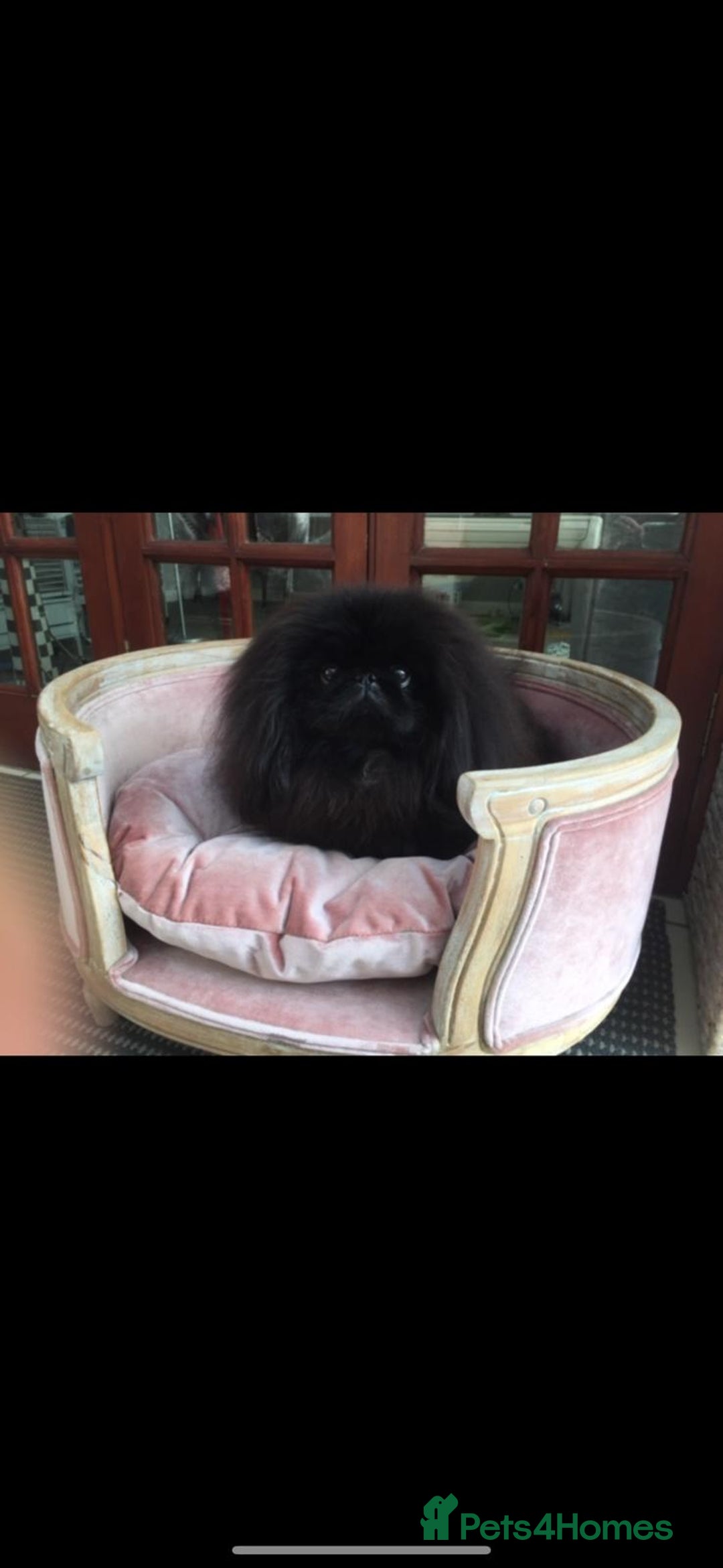 Pekingese dogs for sale: Gorgeous KC registered Pekingese Puppies  - Advert 19