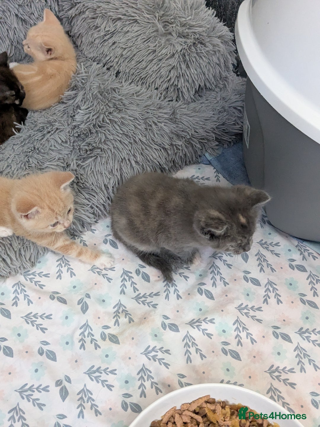 Mixed Breed cats for sale: Siamese/ragdoll/Scottish fold  - Image 29