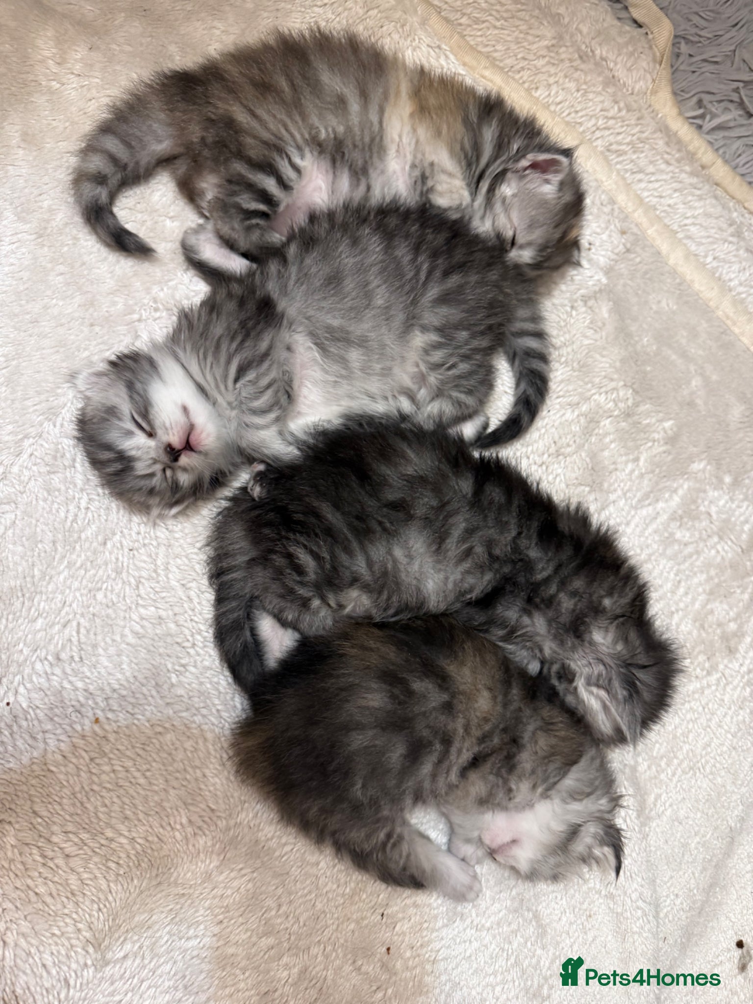 Maine Coon cats Amazing Main Coon Kittens  - Advert 15