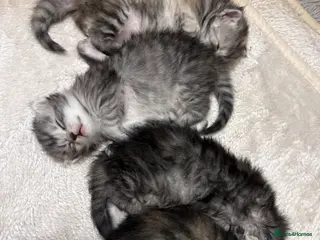 Maine Coon cats Amazing Main Coon Kittens - Advert 16