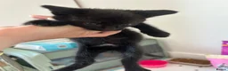 Mixed Breed cats for sale: Black Kittens  - Advert 2