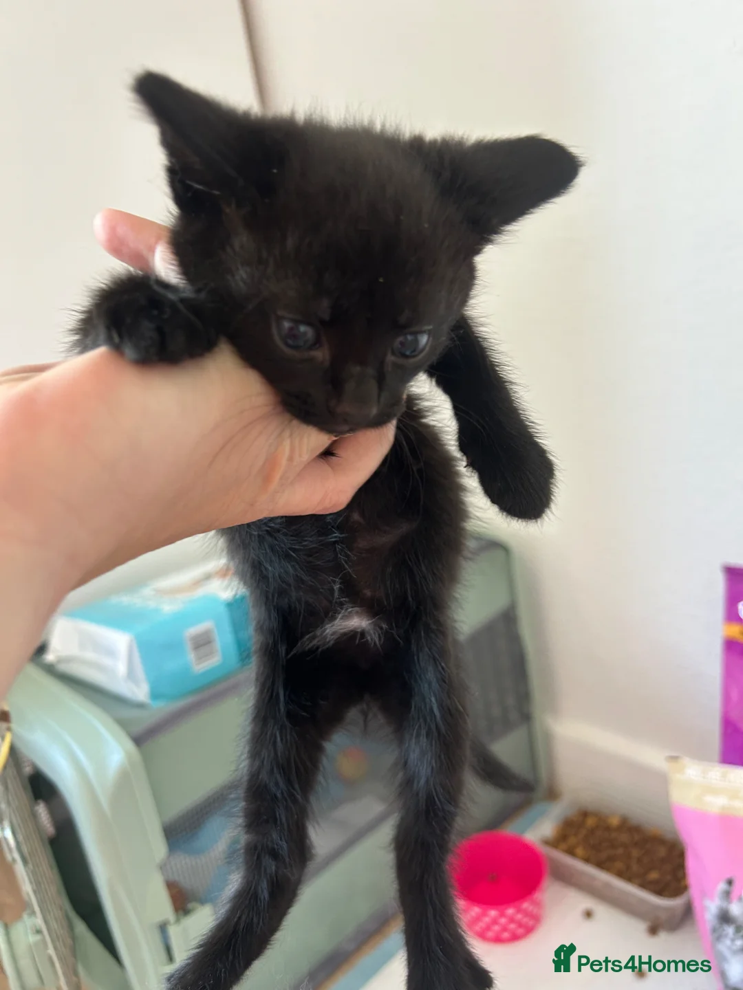 Mixed Breed cats for sale: Black Kittens  - Advert 2
