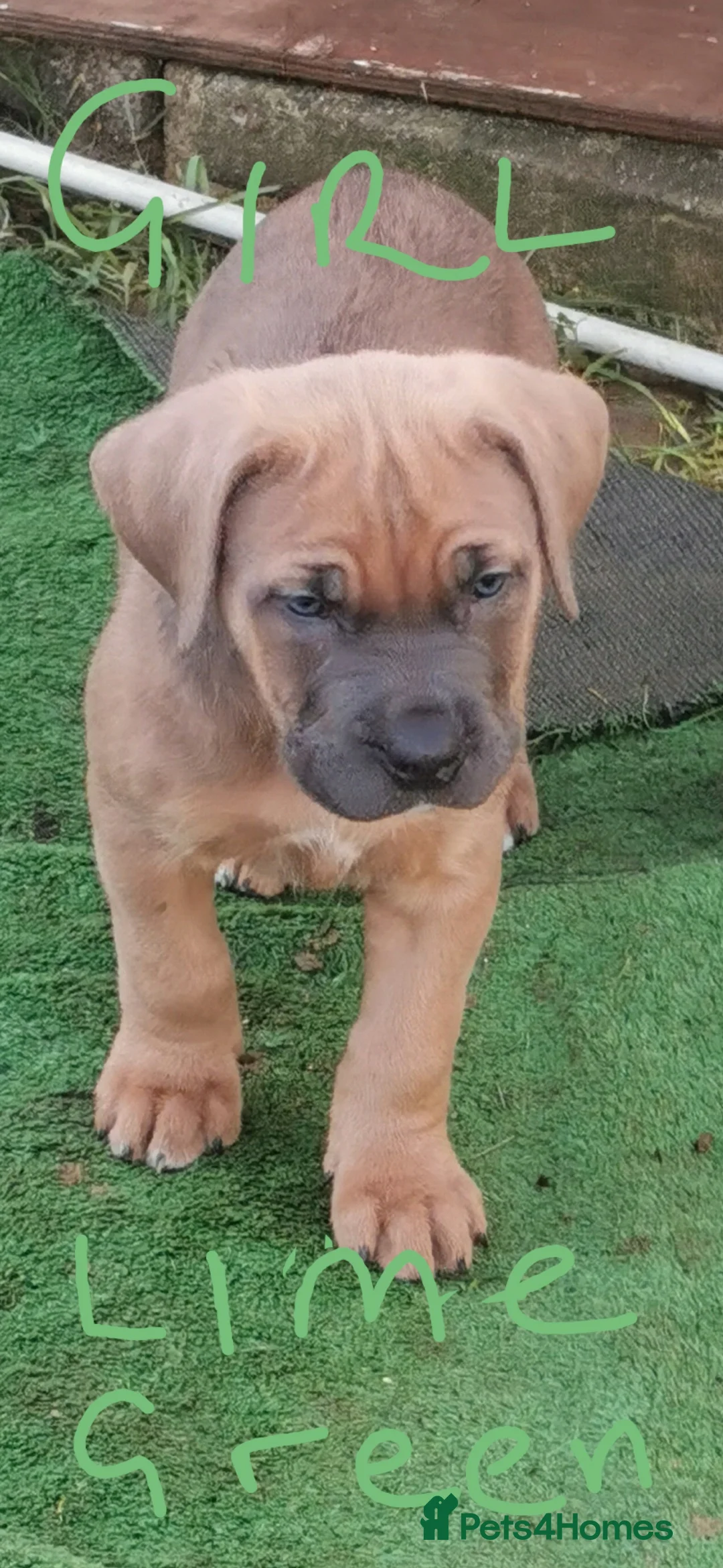 Cane Corso dogs for sale: Cane corso puppies - Advert 4