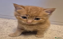 Mixed Breed cats for sale: Gorgeous fluffy kittens  - Image 1