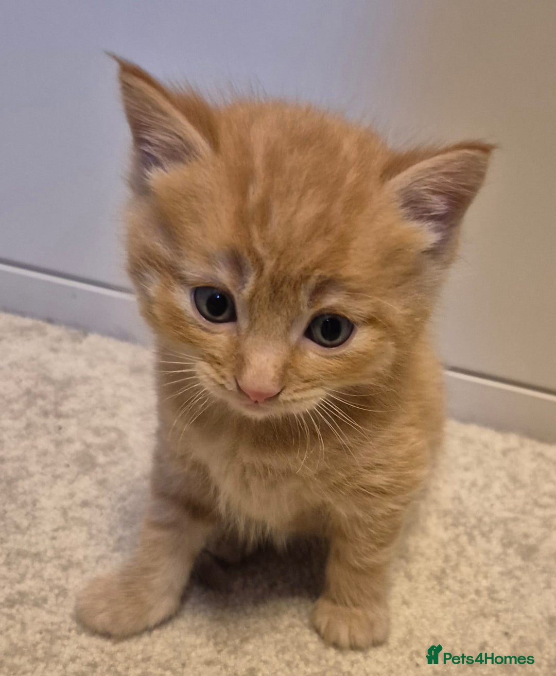Mixed Breed cats for sale: Gorgeous fluffy kittens  - Image 1